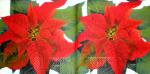 092 Weihnachten Blumen - 3-lagig